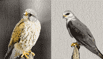 Common kestrel and black-shouldered kite, rendered in low resolution with dark, light, and yellow dots.