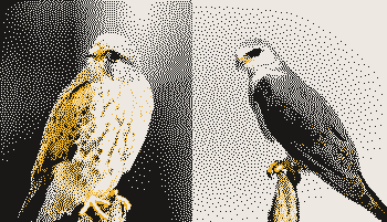 Common kestrel and black-shouldered kite, rendered in low resolution with dark, light, and yellow dots, fading at the edges.
