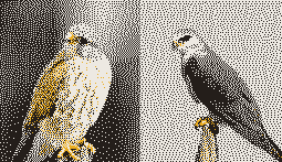 Common kestrel and black-shouldered kite.